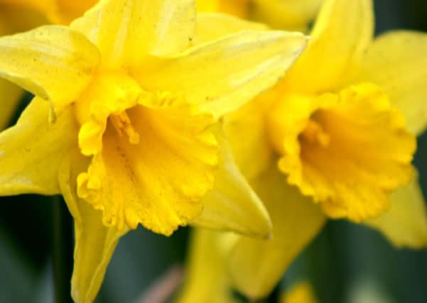 Daffodils. Picture: Karla Tizard