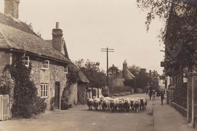 Card 97  A flock of sheep in front of the Old Cottage