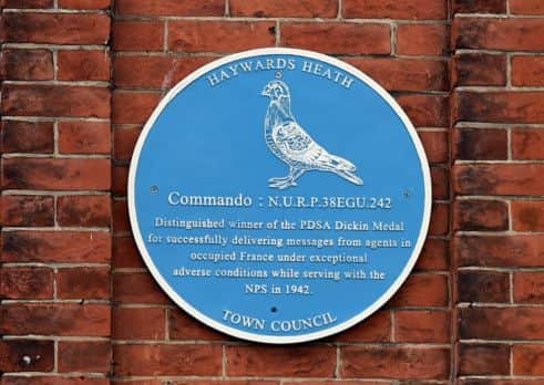War Pigeon Plaque, Magda's Cafe, The Broadway, Haywards Heath, Sussex.
Picture :Liz Pearce. 240315
LP1500643 SUS-150324-161338008