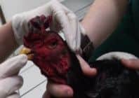 RSPCA vets exam the injured bird  PHOTO: RSPCA