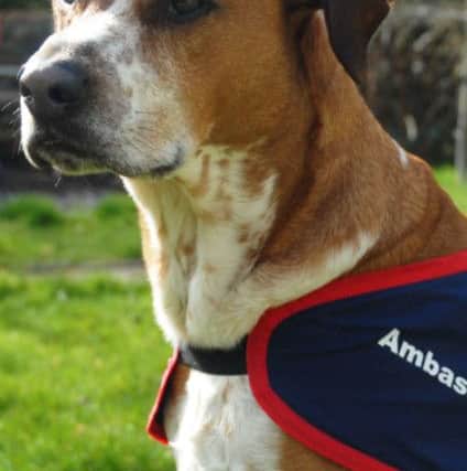 Merz, one of Service Dogs UK's 'Ambasaadogs'