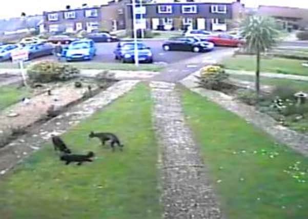 CCTV footage helped the police identify the dogs and their owner