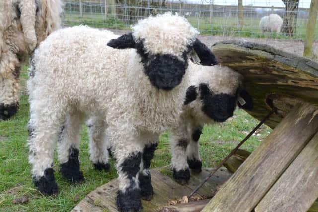 Valais Blacknose Lambs 'Mink' and 'Uschi' at Middle farm near Lewes 24th March 2015 SUS-150204-065324001