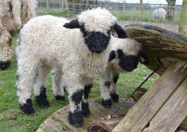 Valais Blacknose Lambs 'Mink' and 'Uschi' at Middle farm near Lewes 24th March 2015 SUS-150204-065324001
