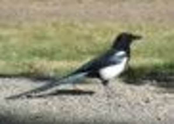 Martin the Magpie was rescued from a chimney in Worthing AMvamI5SB_KYTBdef9Vl