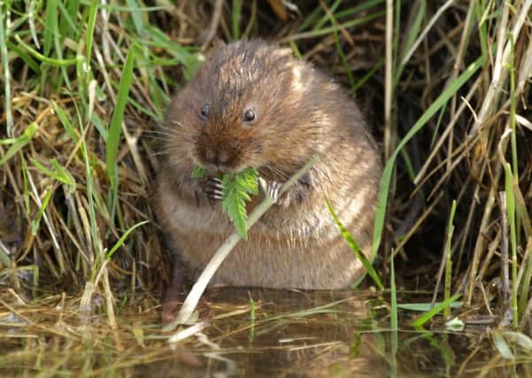 Volunteers are needed to track water vole changes