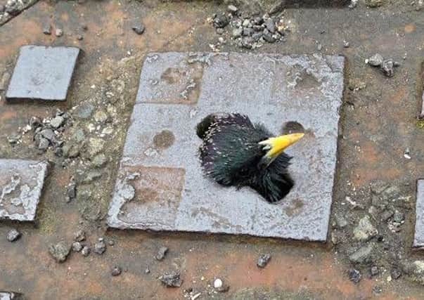 The trapped starling in Worthing was rescued by WADARS SUS-150421-143912001
