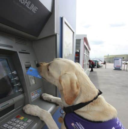 Byron the dog has been trained to retrieving cards from cash machines machine   PHOTO: Nick Ridley Photography SUS-150429-113715001