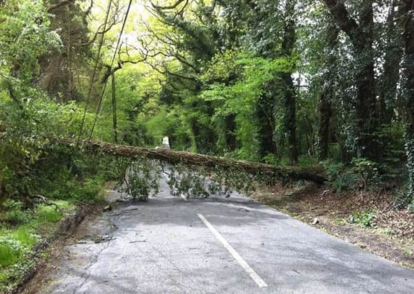 Fallen tree on Sandhills Road, Barns Green. Photo by Ian McBean YmWRIAUr904SrppNhHm-
