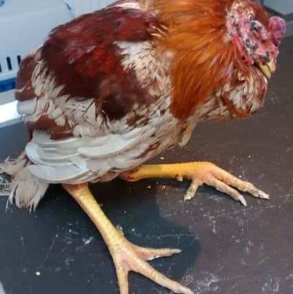 The cockerel was dumped in a country lane in Pulborough. Photo by the RSPCA