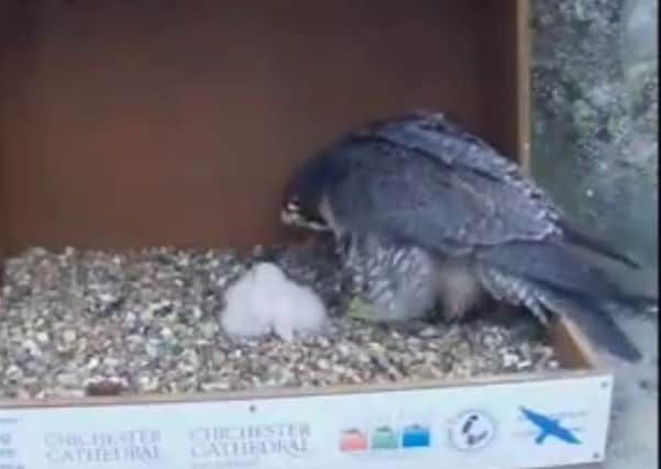 New peregrine chicks hatched at Chichester Cathedral