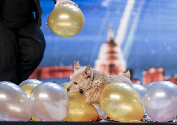 Cally the dog attempting a world record on Britain's Got Talent