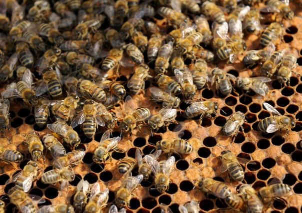 Beekeeping.