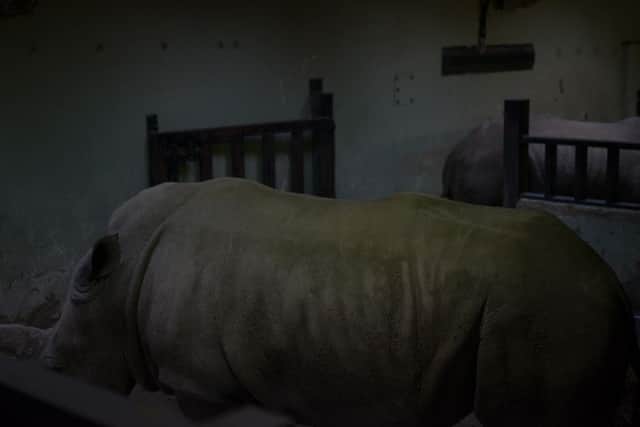 Dennis Low's photograph of two rhinos at rest