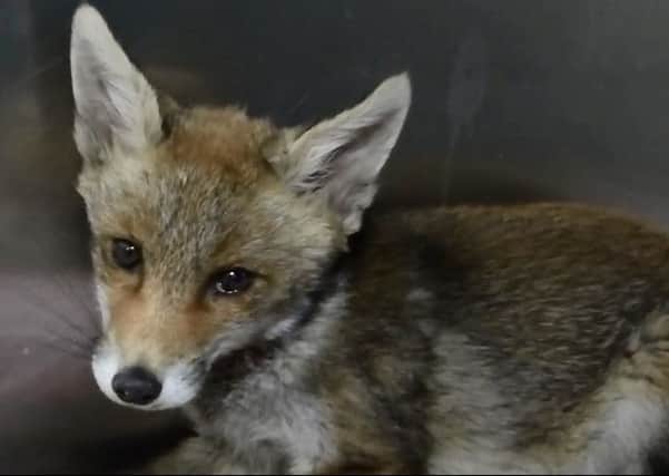 Rescued fox cub SUS-150528-110358001