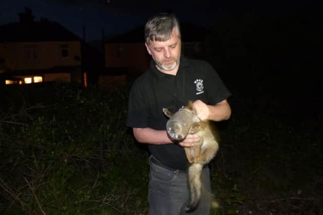 Trevor rescues a fox cub SUS-150528-110535001
