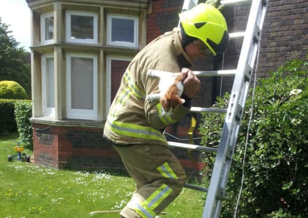 Fire crews to the rescue of a hapless moggy in Worthing, which got stuck on the roof of a house for two days PICTURE BY EDDIE MITCHELL