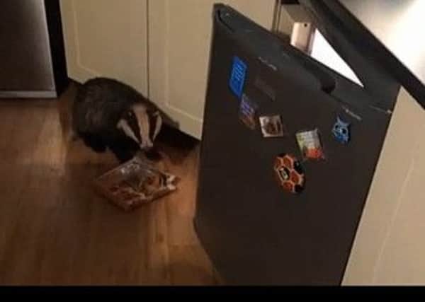 Man in Midhurst films a badger eating a bakewell tart from his fridge
PICTURE FROM BBC NEWS