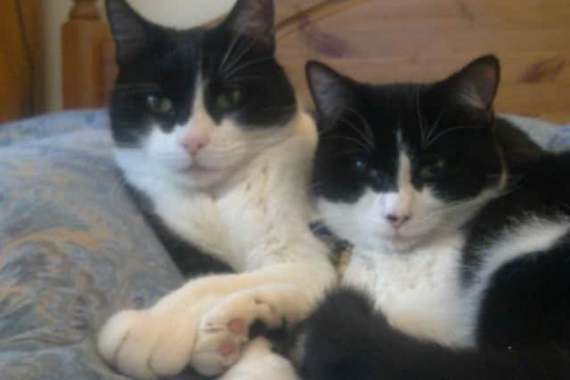 Domino (right) with friend and Arby recovering at home after his ordeal