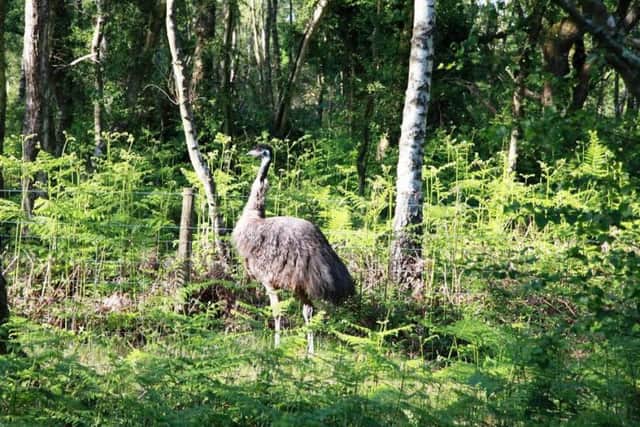 The runaway emu in Lynchmere