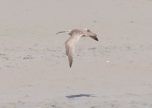 The Hudsonian Whimbrel at Pagham Harbour. Picture by Jake Gearty
