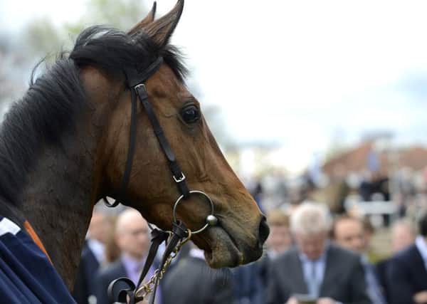 Legatissimo is a Nassau contender / Picture by Mark Westley