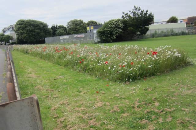 The bank of wild flowers in Fishersgate Recreation Ground