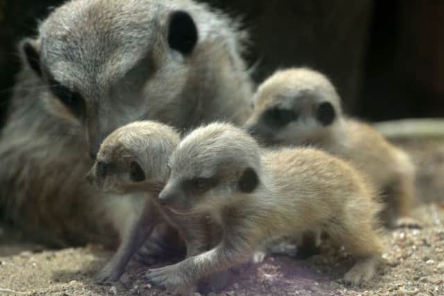 The baby meerkats