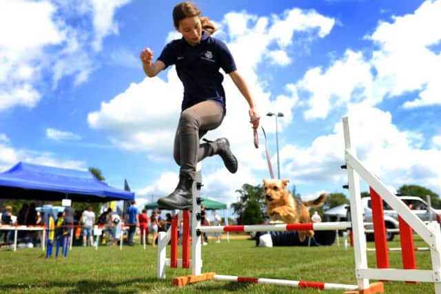 Downlands Community School fair. Dog agility. Pic Steve Robards SR1514646 SUS-150629-104139001