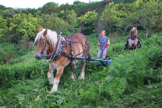 Photo shows Frankie bruising the bracken with her horses in Hastings Country Park. Photo by Kevin Boorman. SUS-150207-064748001