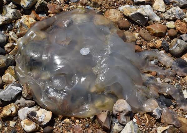 The huge jellyfish washed up near Rockwood, Chichester Harbour PICTURE BY GUY MICHELMORE SUS-150507-144026001