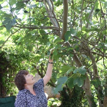 Inspecting the fig trees, Michel Wood. Photo by Derek Martin DM1511858a