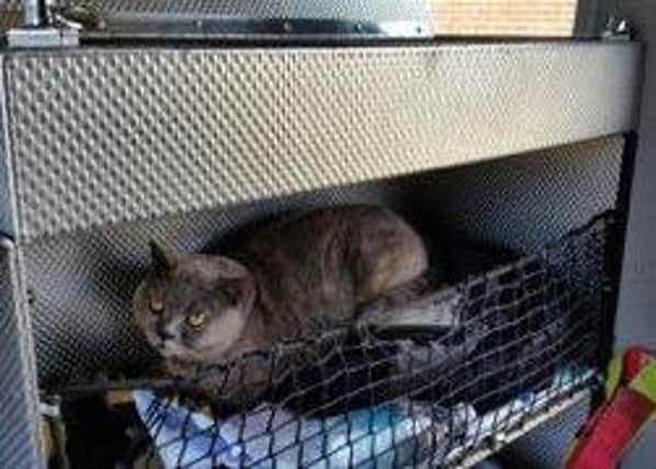 Rescued cat is safe but unimpressed with his temporary accomodation inside the fire engine SUS-150715-122147001
