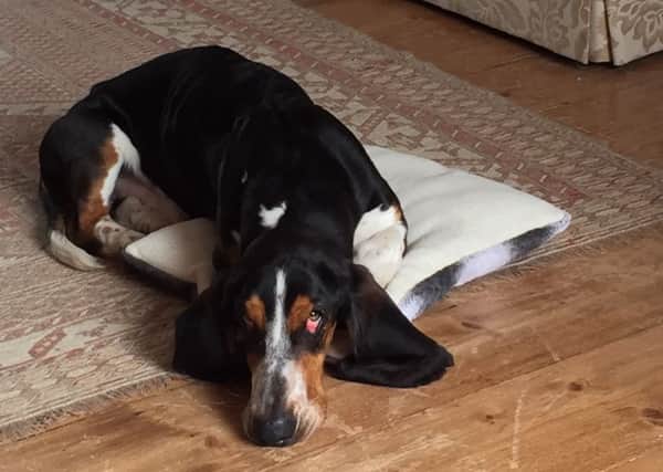 Remy the basset from Steyning who fell from a third floor window
