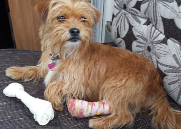 The dog with its bandage on after it was attacked in Littlehampton