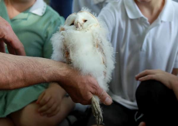 A six week old barn owl chick being weighed and tagged in the South Downs National Park.