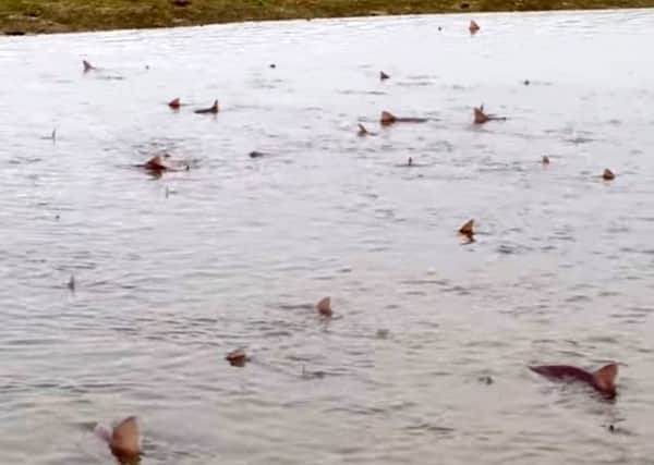 50 sharks swam into the shallow intertidal waters at RSPB Medmerry, near Selsey