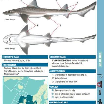 The Shark Trust's guide to the Smooth-hound shark.