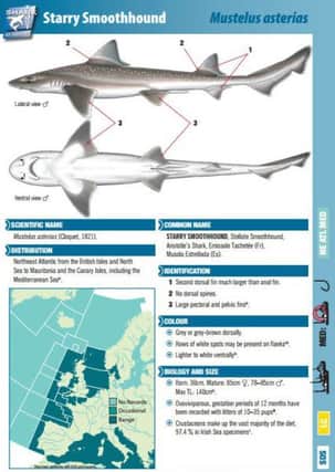 The Shark Trust's guide to the Smooth-hound shark.