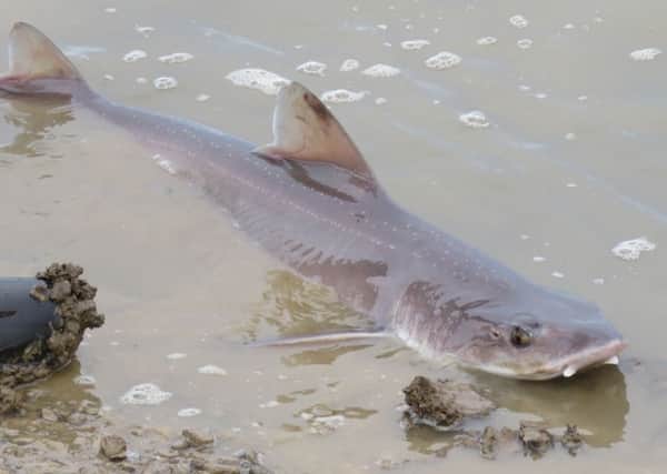 One of the smooth-hound sharks which gathered extremely close to the coast at Selsey