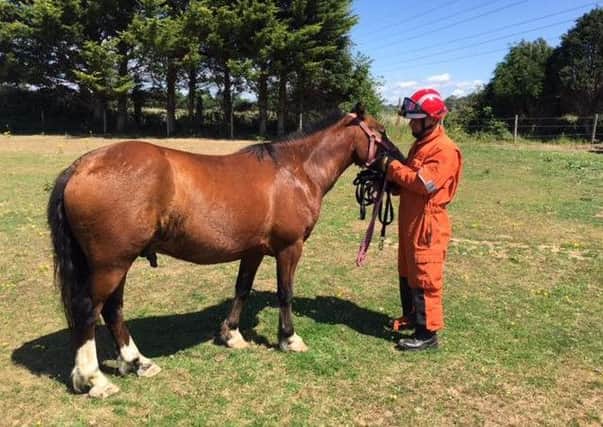 The horse after it was rescued. Picture supplied by West Sussex Fire and Rescue Service