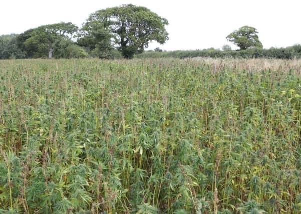 The ten acre field of legalised cannabis has been targeted by vandals looking to get high     PHOTOS: Eddie Mitchell