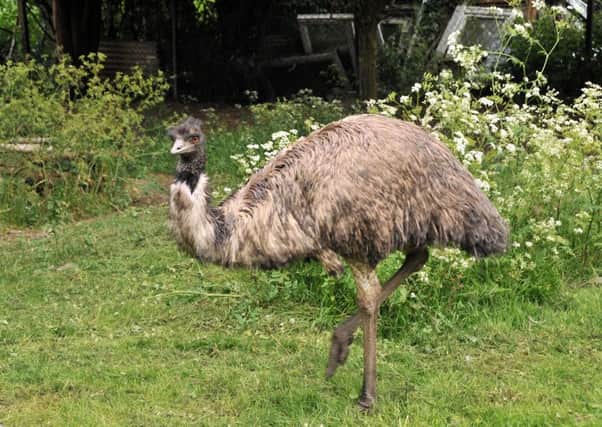 The emu was safely moved to a nearby field.