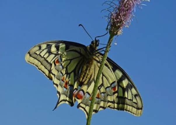 The very rare swallowtail butterfly is sometimes spotted in Steyning