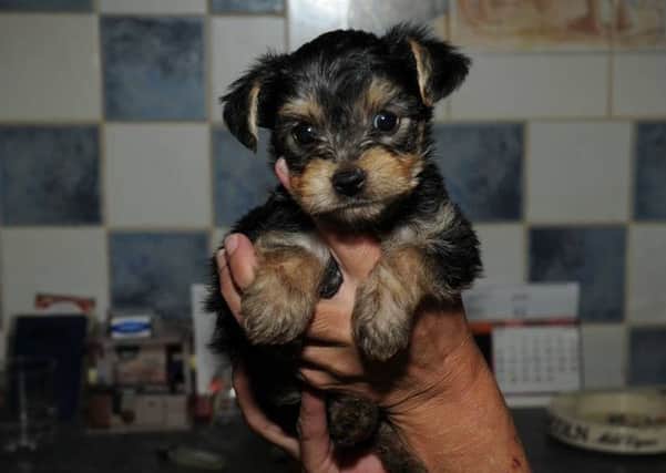 Another puppy from the litter of Yorkshire Terriers