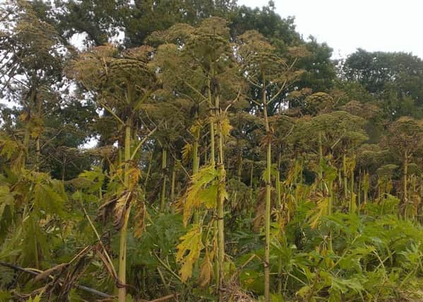 Giant hogweed pictured at Loxwood