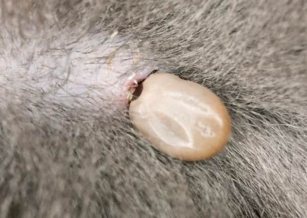 Watch out for ticks on your pet dog