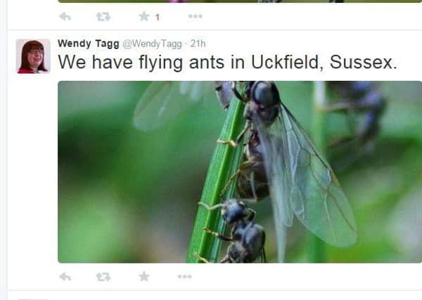 Flying ant Tweet