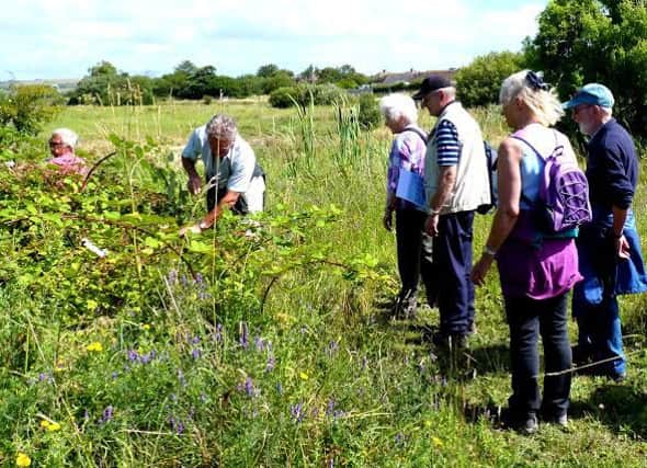Ferring Conservation Group hunted for butterflies and flowers