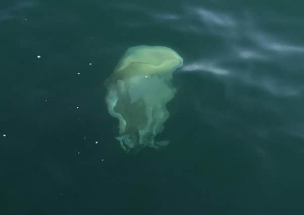 Hundreds of jellyfish were spotted just a couple of miles from the Littlehampton coastline